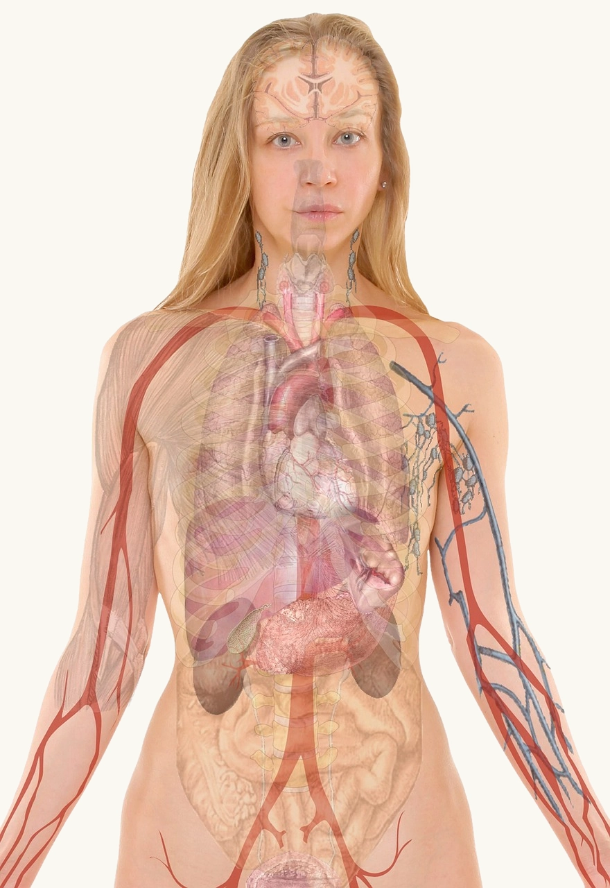 Anatomische Darstellung des menschlichen Körpers
